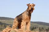 AIREDALE TERRIER 177